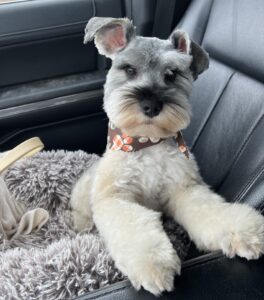 Buy miniature store schnauzer near me